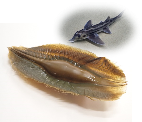 ゾウギンザメの卵殻