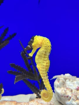 2024年の干支は辰(たつ)!海の竜こと“タツノオトシゴ”を徹底解説 2024年の干支は辰(たつ)!海の竜こと“タツノオトシゴ”を徹底解説