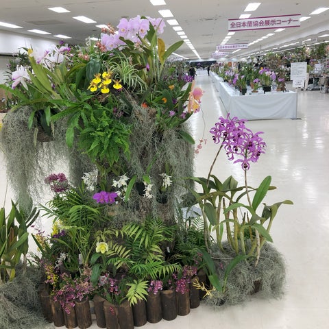 サンシャインシティ世界のらん展2024~ サンシャインシティで蘭と遊ぶ ~ サンシャインシティ世界のらん展2024~ サンシャインシティで蘭と遊ぶ ~