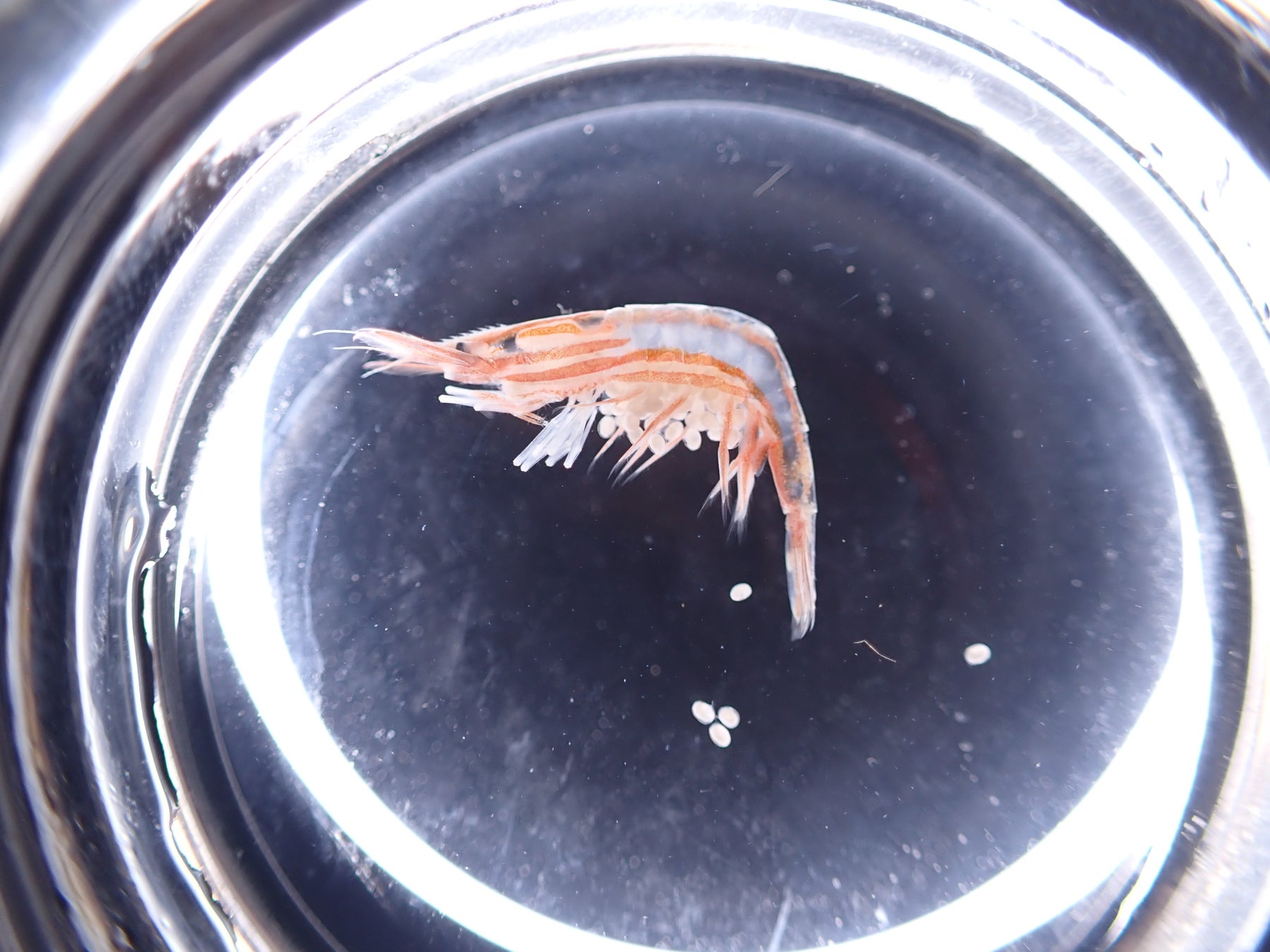 【2023年4月27日(木)にサンシャイン水族館が採集したメスのトリノアシヤドリエビ】