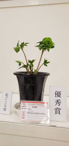 クリスマスローズの世界展2024 ~魅惑の花、新たなステージへ~ クリスマスローズの世界展2024 ~魅惑の花、新たなステージへ~