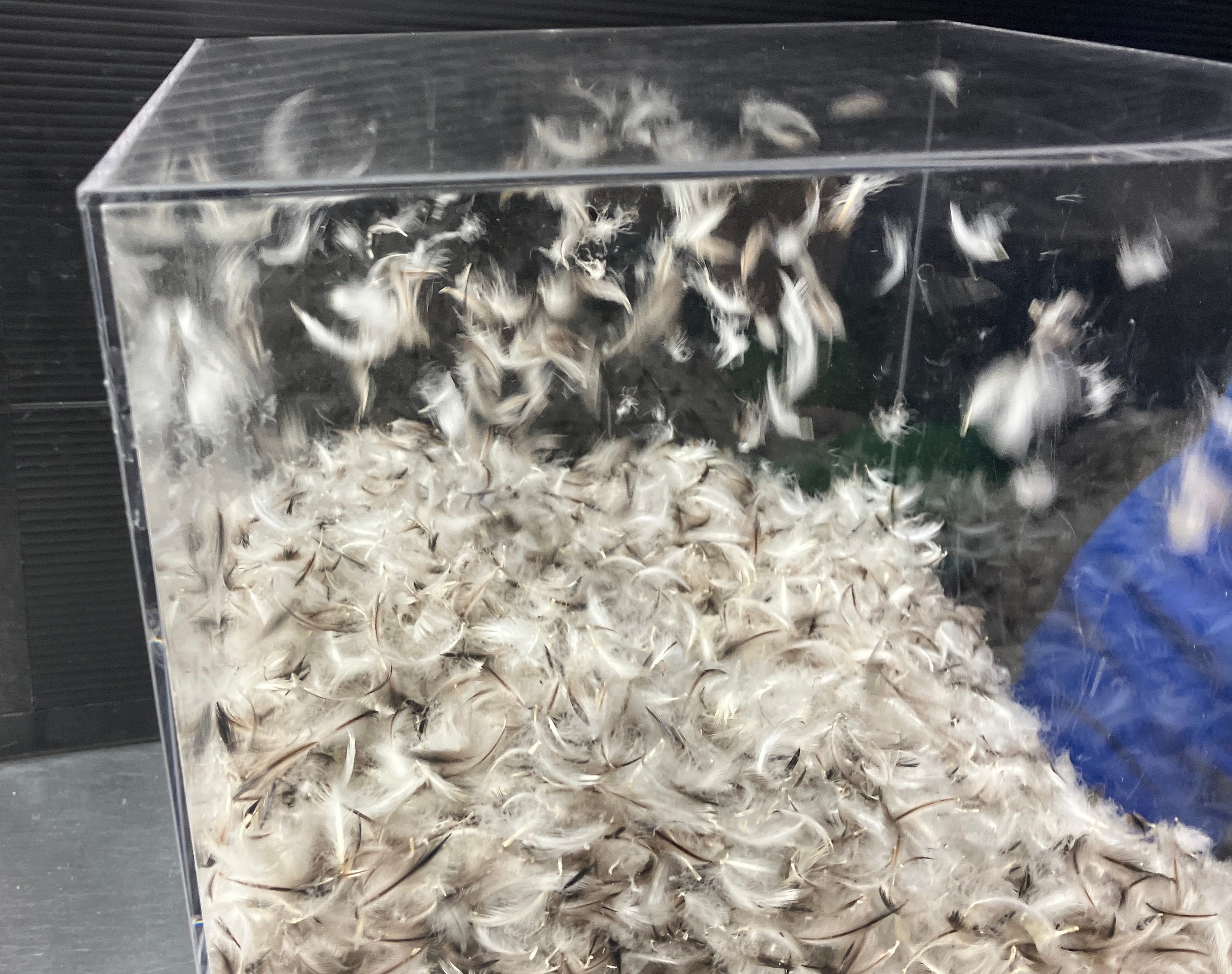 「ペンギンの羽ふわふわBOX」