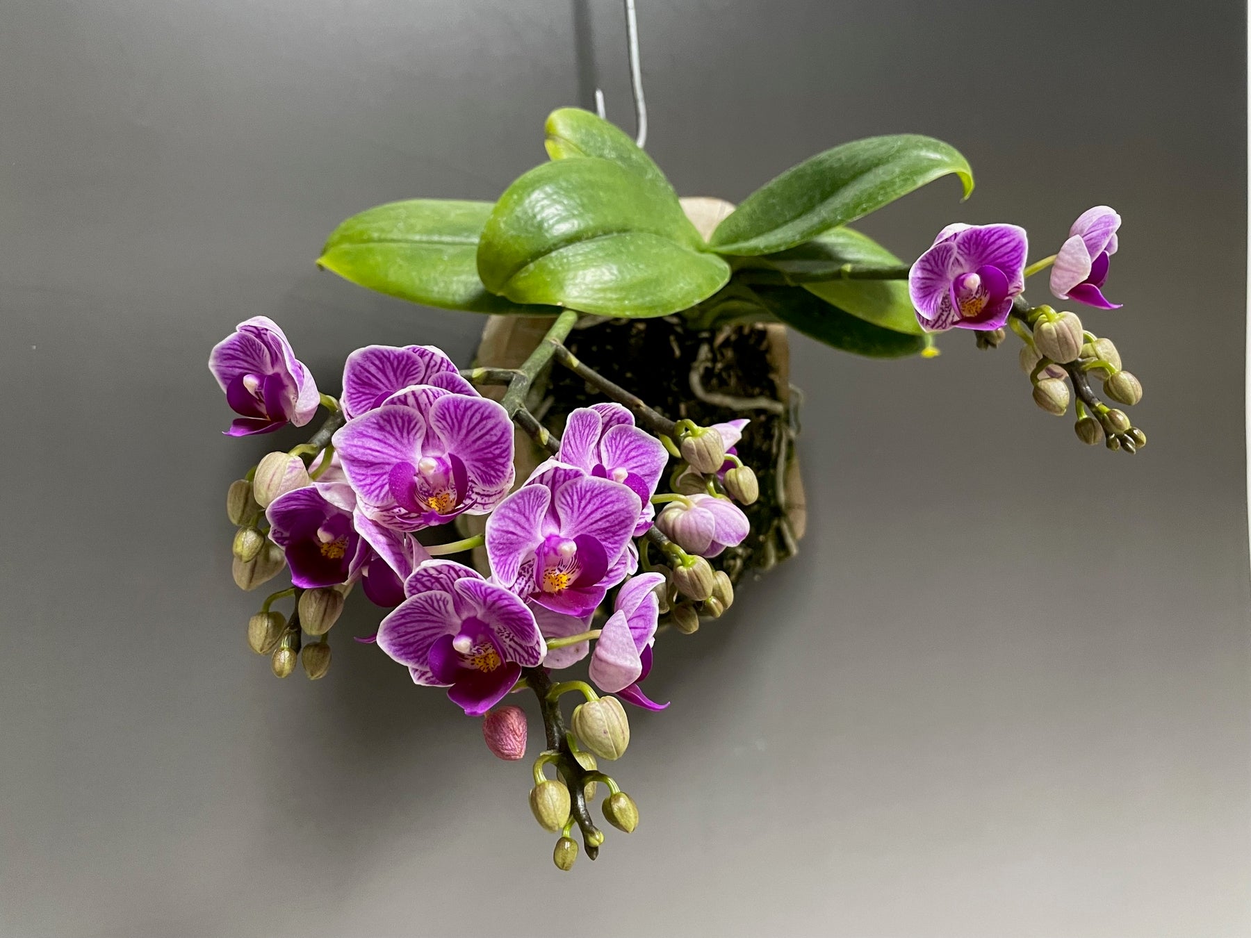 日本最大級の第63回蘭友会らん展 in サンシャインシティ ~パープラタの世界~、6/6-6/9、入場無料 日本最大級の第63回蘭友会らん展 in サンシャインシティ ~パープラタの世界~、6/6-6/9、入場無料