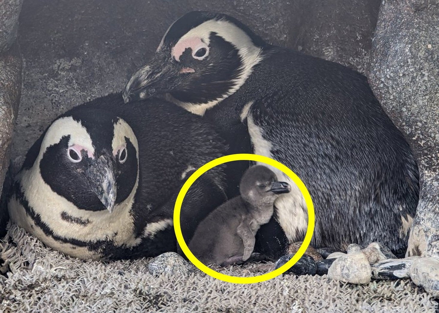 生後3日目の様子(5月21日)