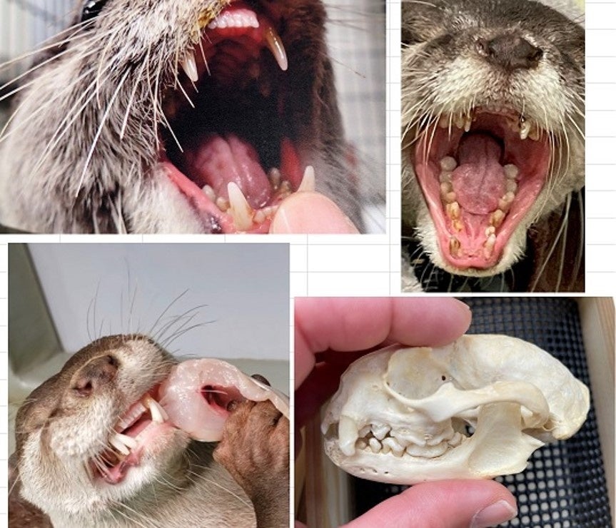カワウソの歯