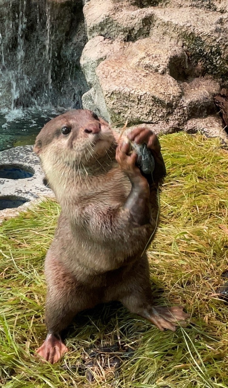 小石をジャグリング