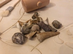 本物の化石が隠された石膏