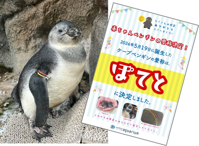 サンシャイン水族館のケープペンギンの赤ちゃん 愛称は「ぽてと」に サンシャイン水族館のケープペンギンの赤ちゃん 愛称は「ぽてと」に