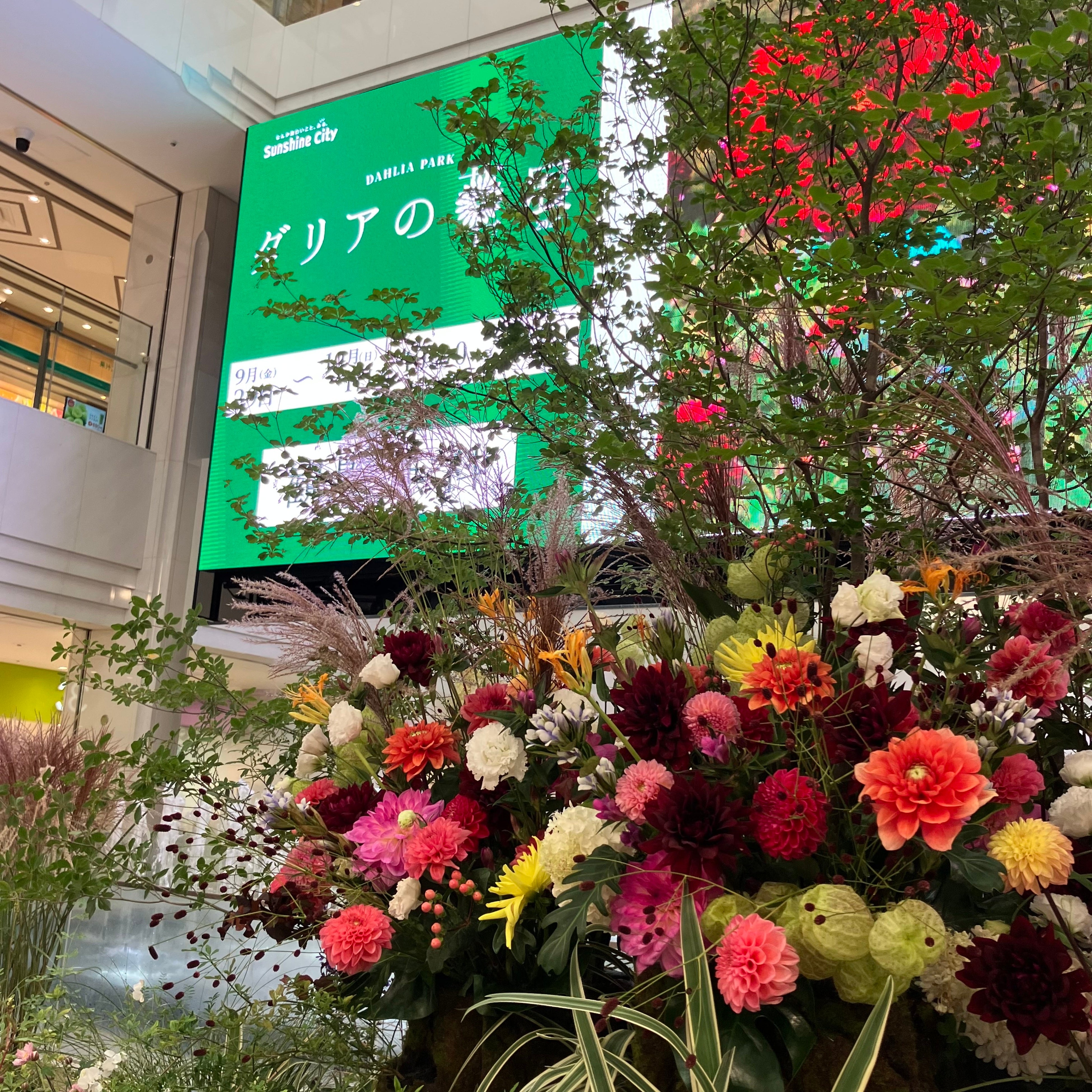 ダリア百科　園芸本　花づくり　花作り　日本ダリア会 ダリア (NHK趣味の園芸 よくわかる栽培12か月) | 山口まり |本