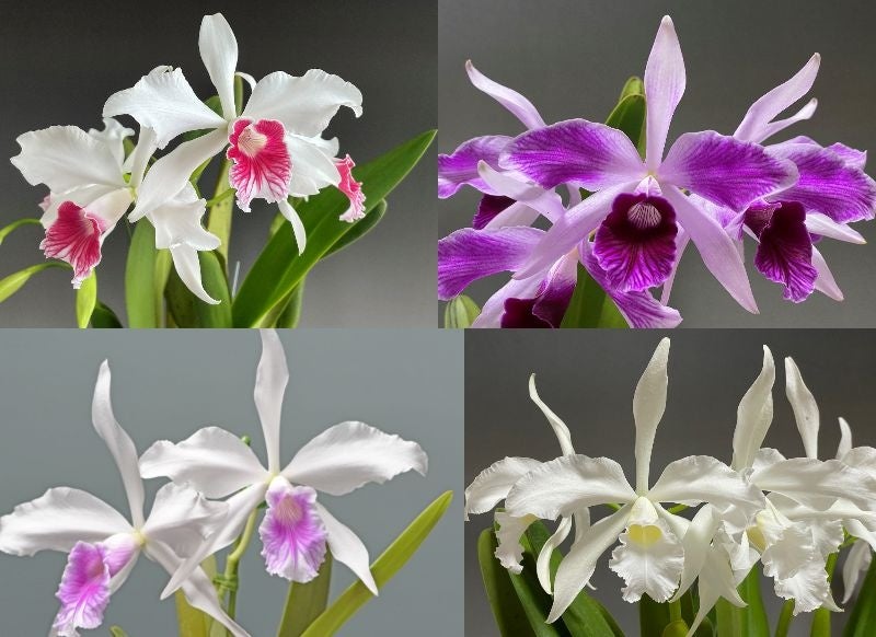 第64回蘭友会らん展 in サンシャインシティ ～万緑を彩るらん～＊6月5