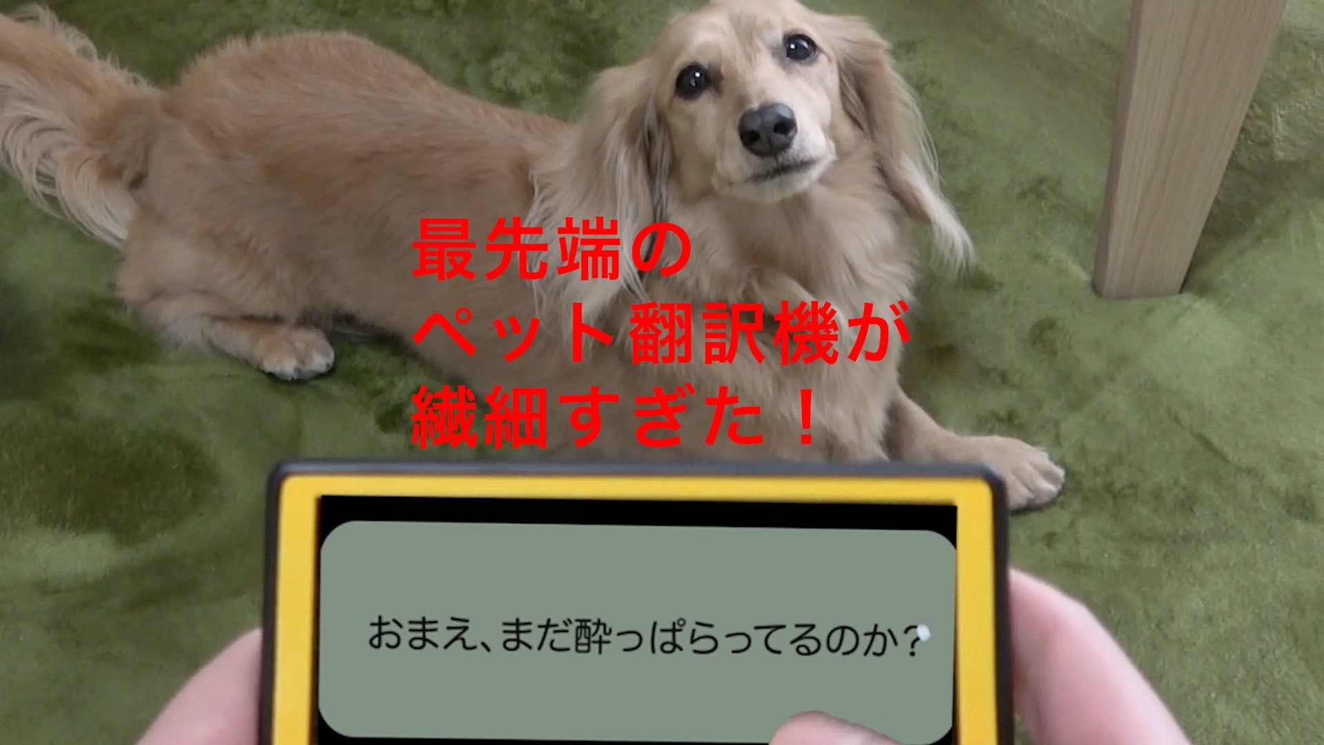 【「TikTok」向けCM動画 「ペット翻訳機篇」】