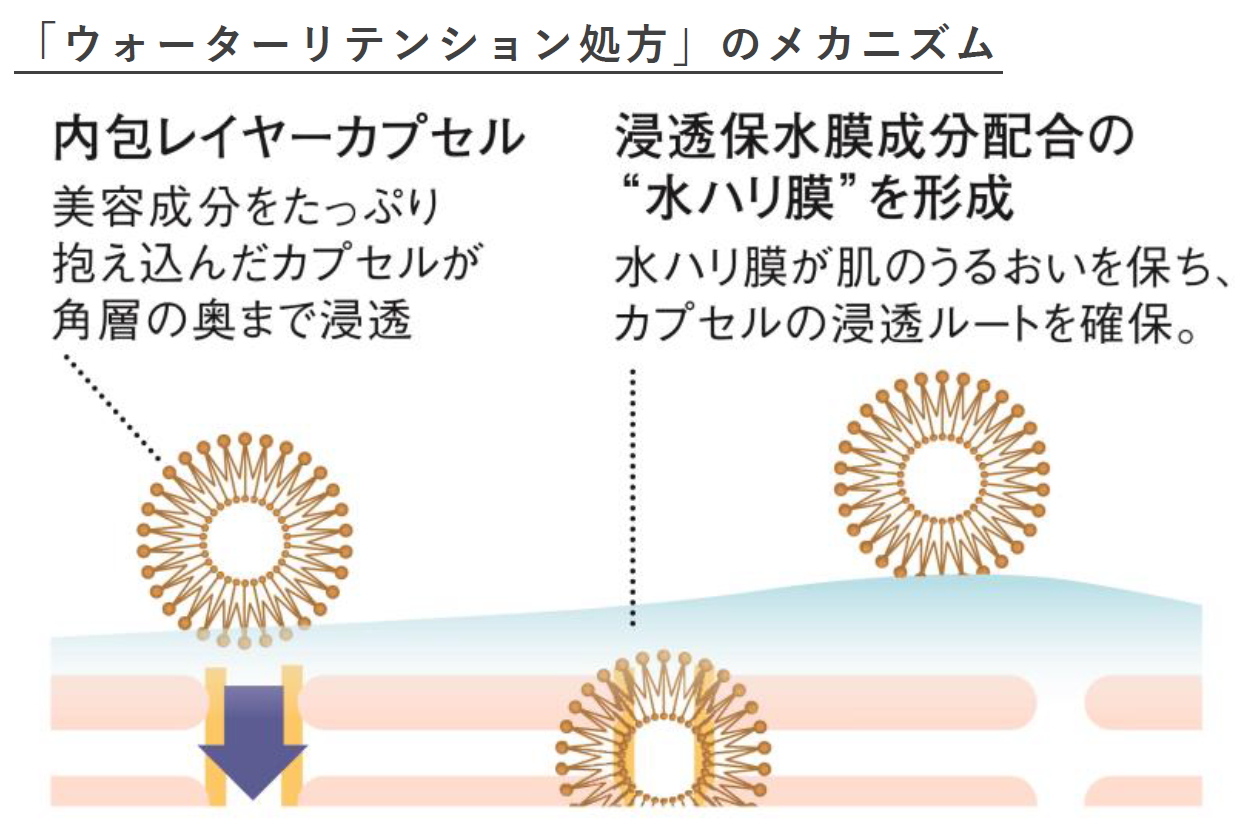 ※画像は角層範囲内のイメージです