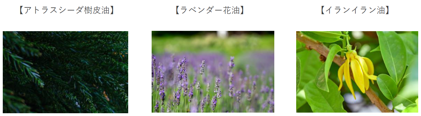 ※画像はすべてイメージ