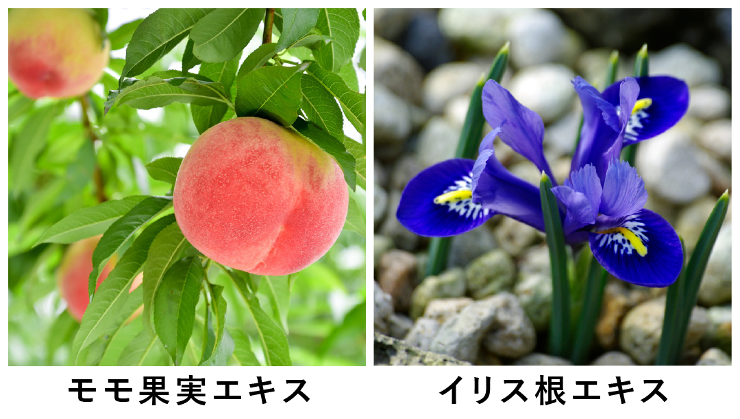 ※画像はすべてイメージです。