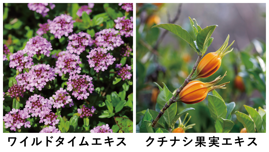 ※画像はすべてイメージです。