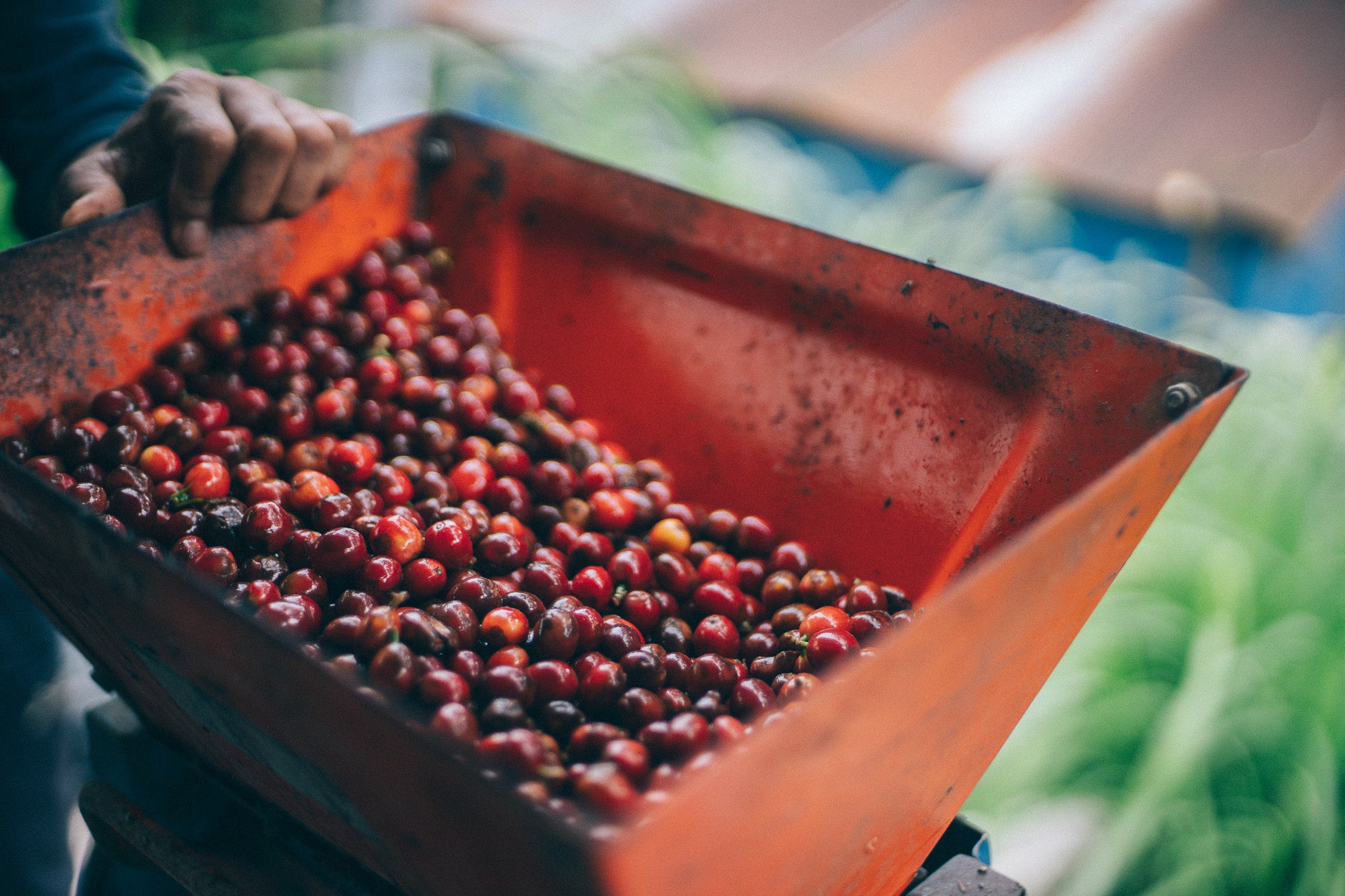 コーヒーチェリーの皮むきの様子