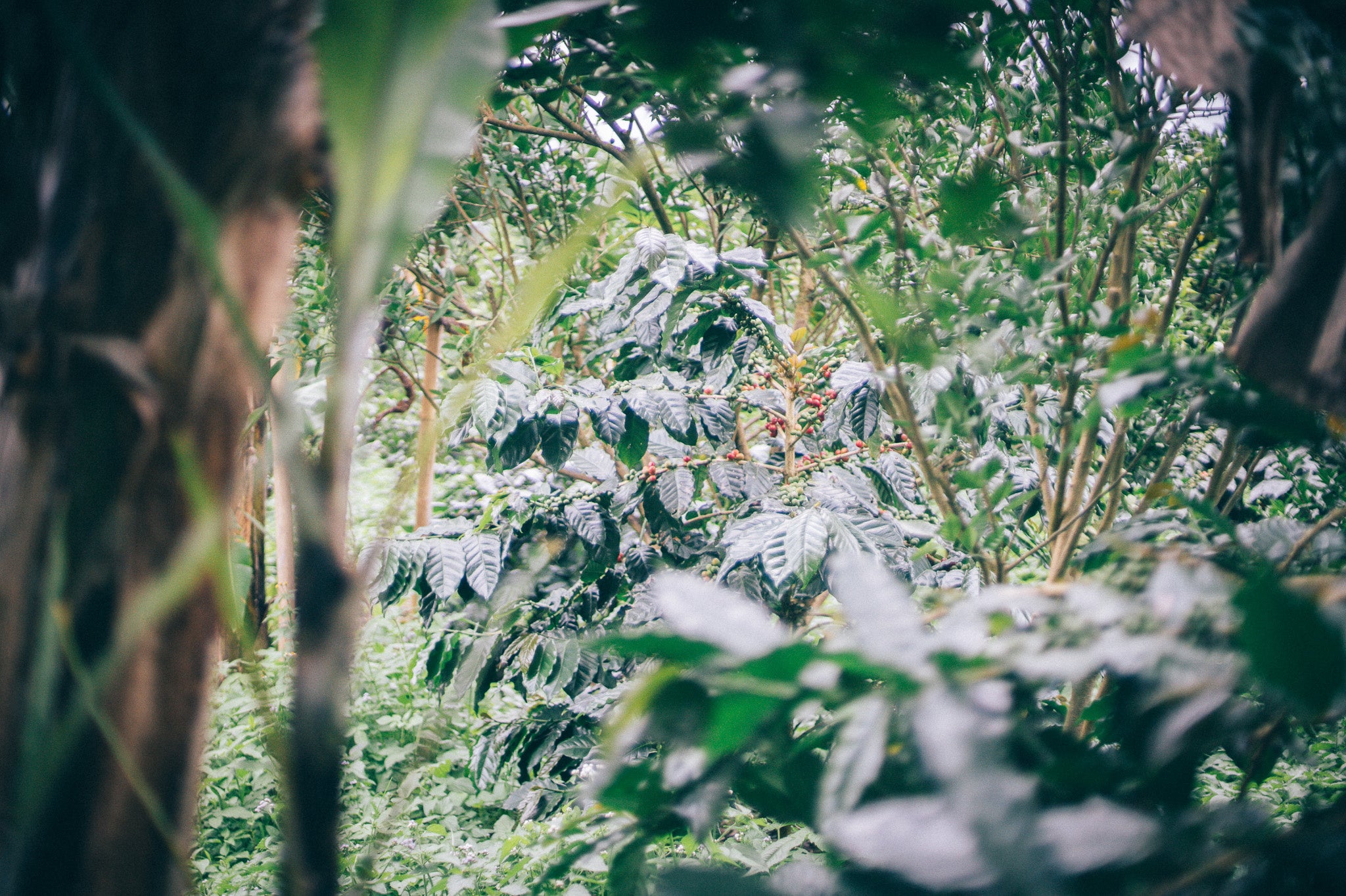 バリ島のコーヒーの木