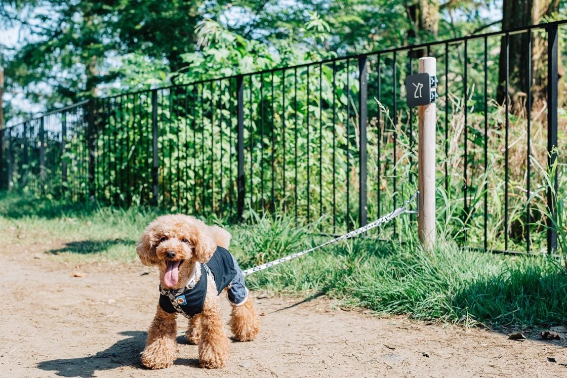 ワンちゃんと一緒に楽しむ特別な1週間 Sopo Sopo Dog Tail Week かわいい 犬のしっぽウイーク をムーミン バレーパークで開催 株式会社ムーミン物語のプレスリリース ワンちゃんと一緒に楽しむ特別な1週間 Sopo Sopo Dog Tail Week かわいい 犬のしっぽウイーク をムーミン バレーパークで開催 株式会社ムーミン物語のプレスリリース