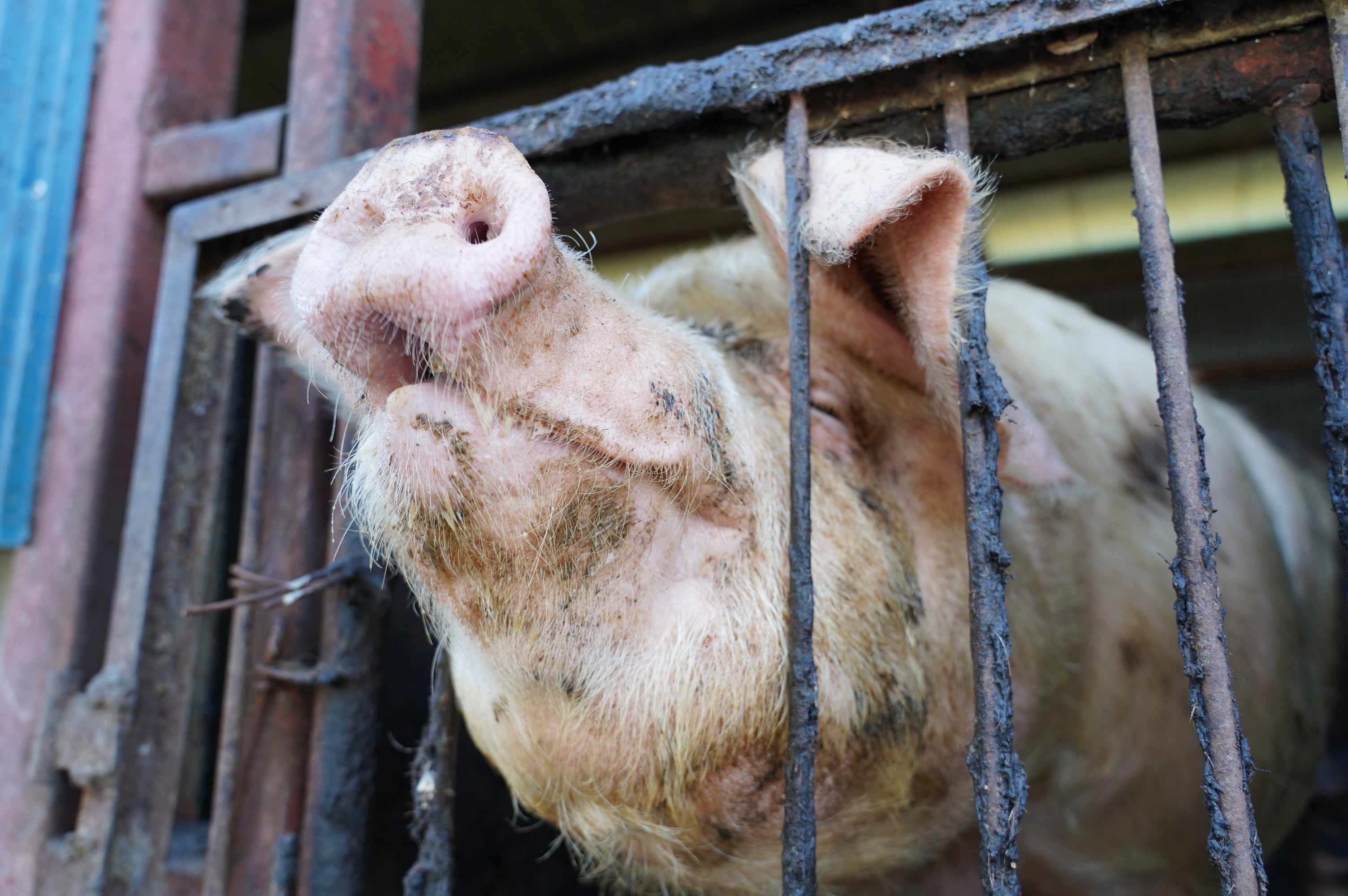 救出前　養豚場にて
