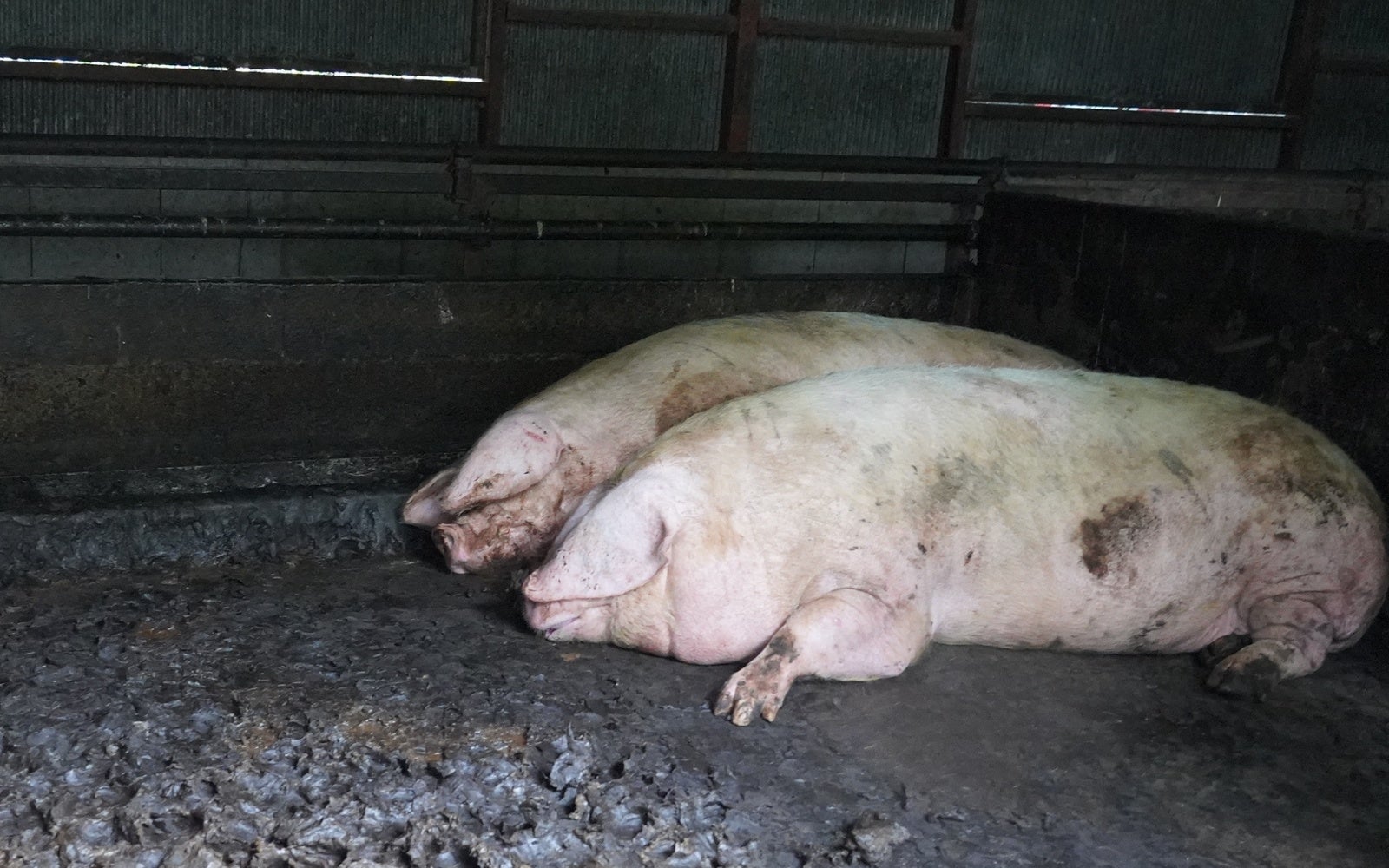 救出前　養豚場にて