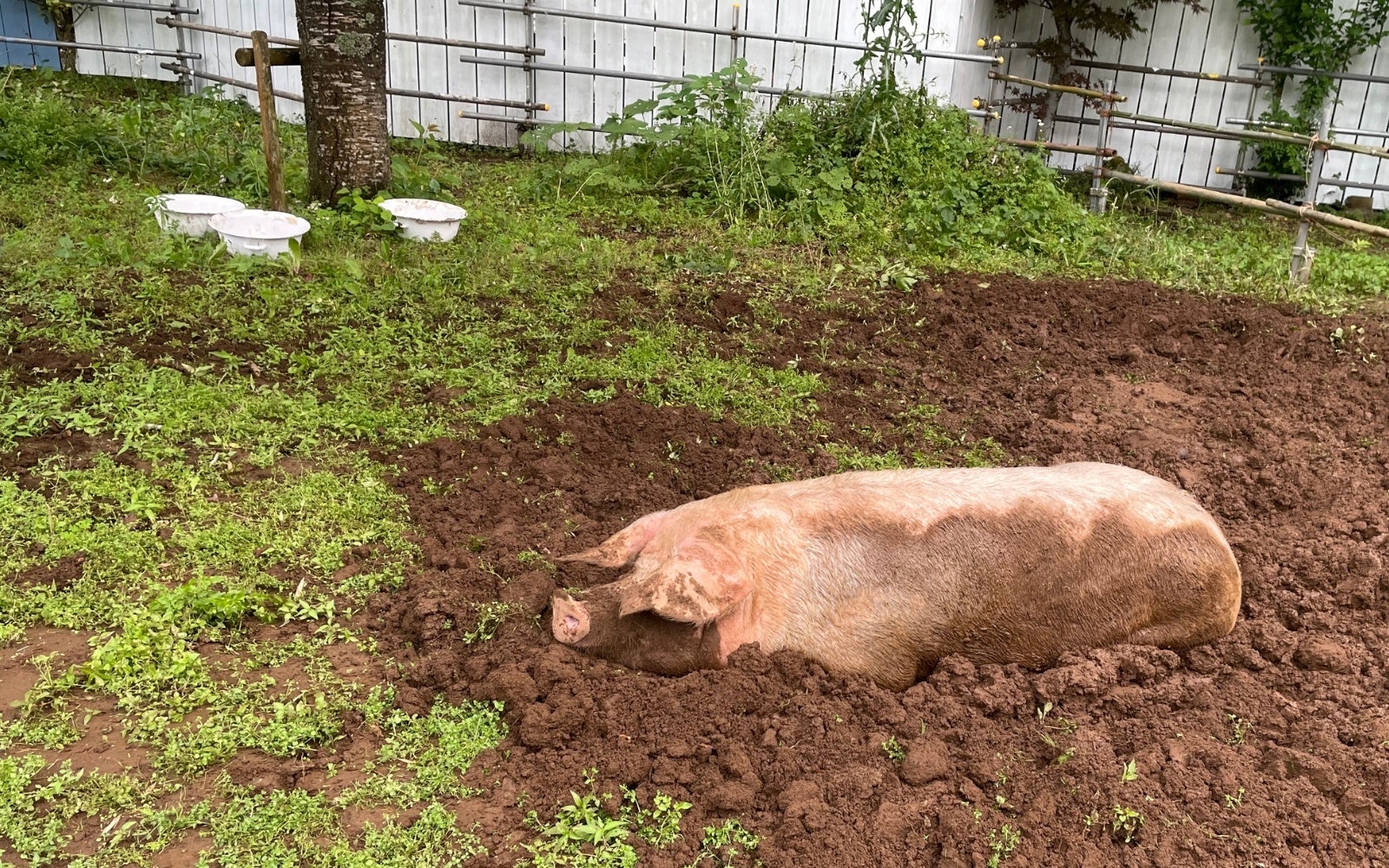 動物の未来コテージにて