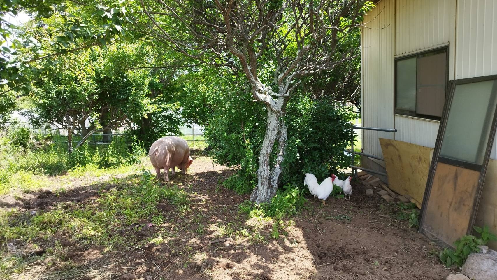 動物の未来ホームにて