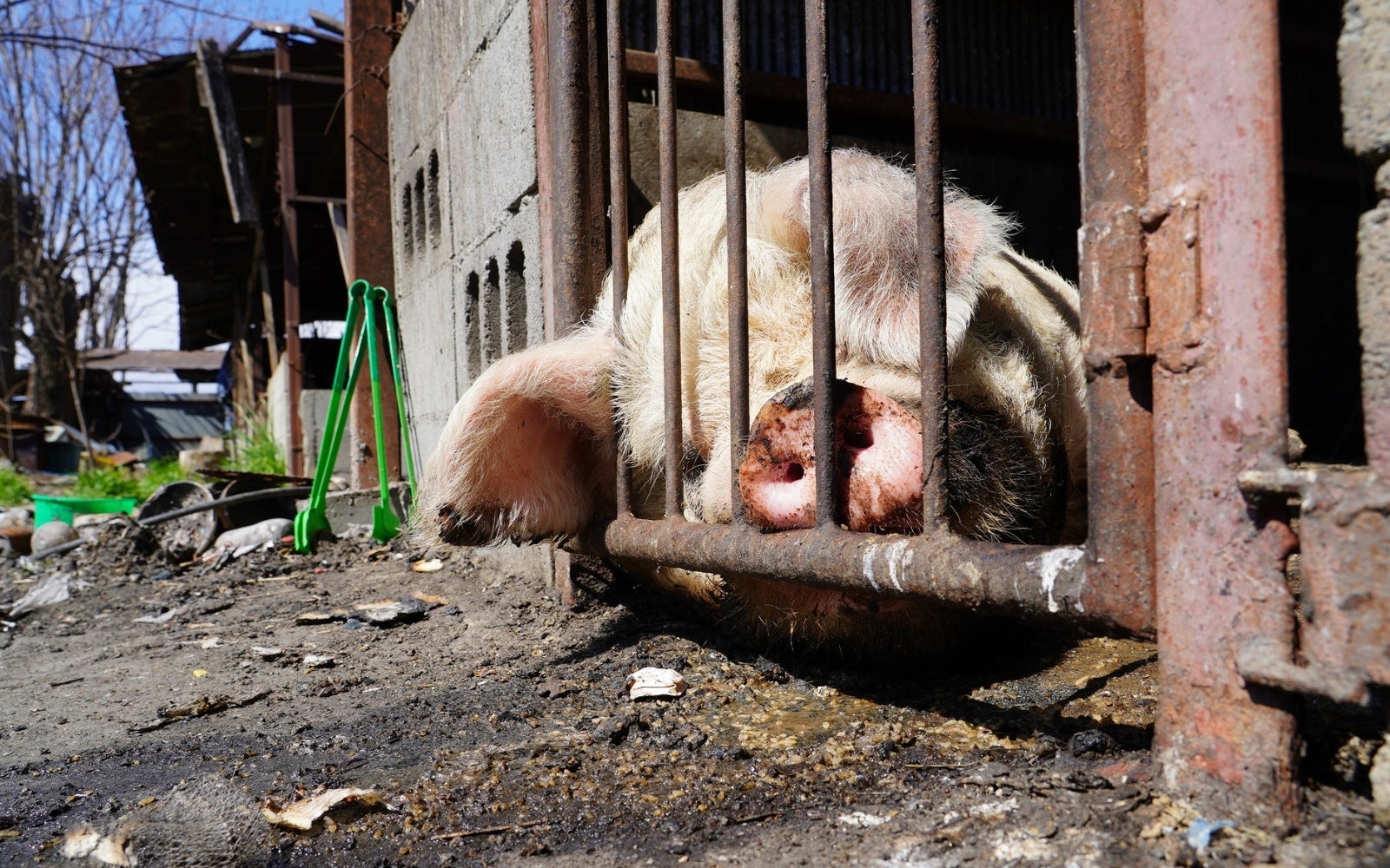 救出前　養豚場にて