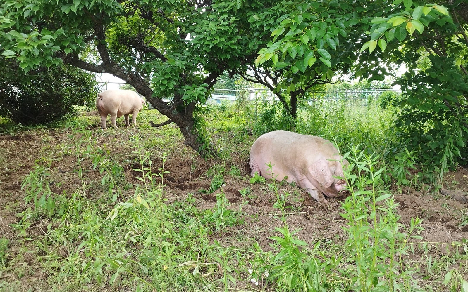 動物の未来ホームにて