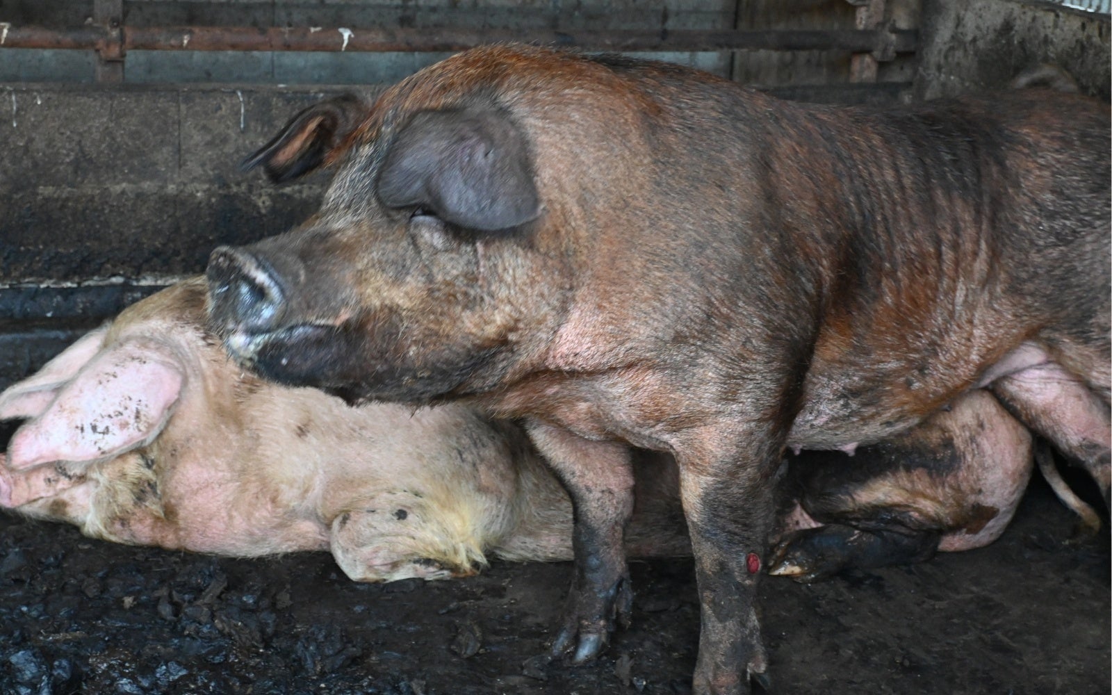 救出前　養豚場にて