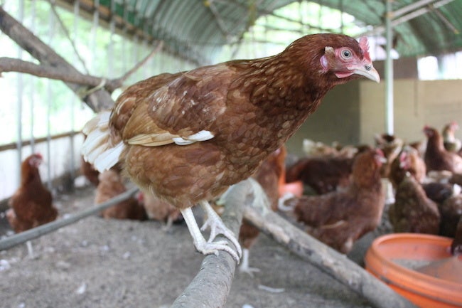 平飼いで飼育されている採卵鶏