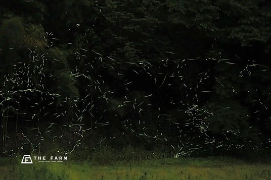 蛍が舞う自然環境を未来へ。農園リゾート THE FARMが地域環境を守る「ゴミゼロ運動」を実施 蛍が舞う自然環境を未来へ。農園リゾート THE FARMが地域環境を守る「ゴミゼロ運動」を実施