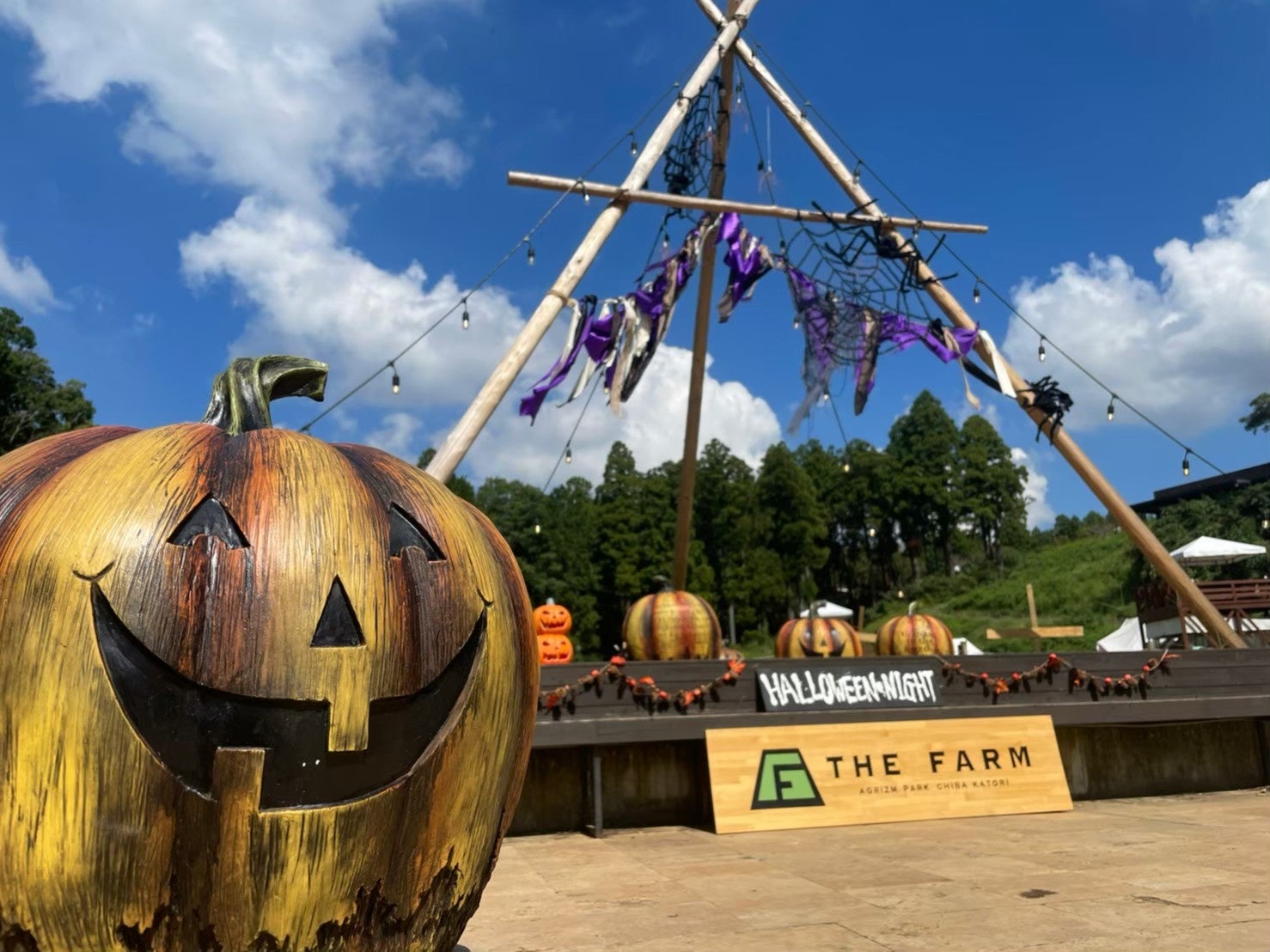 新鮮収穫】ハロウィン飾りに！かぼちゃ160個セット 玄関・店舗