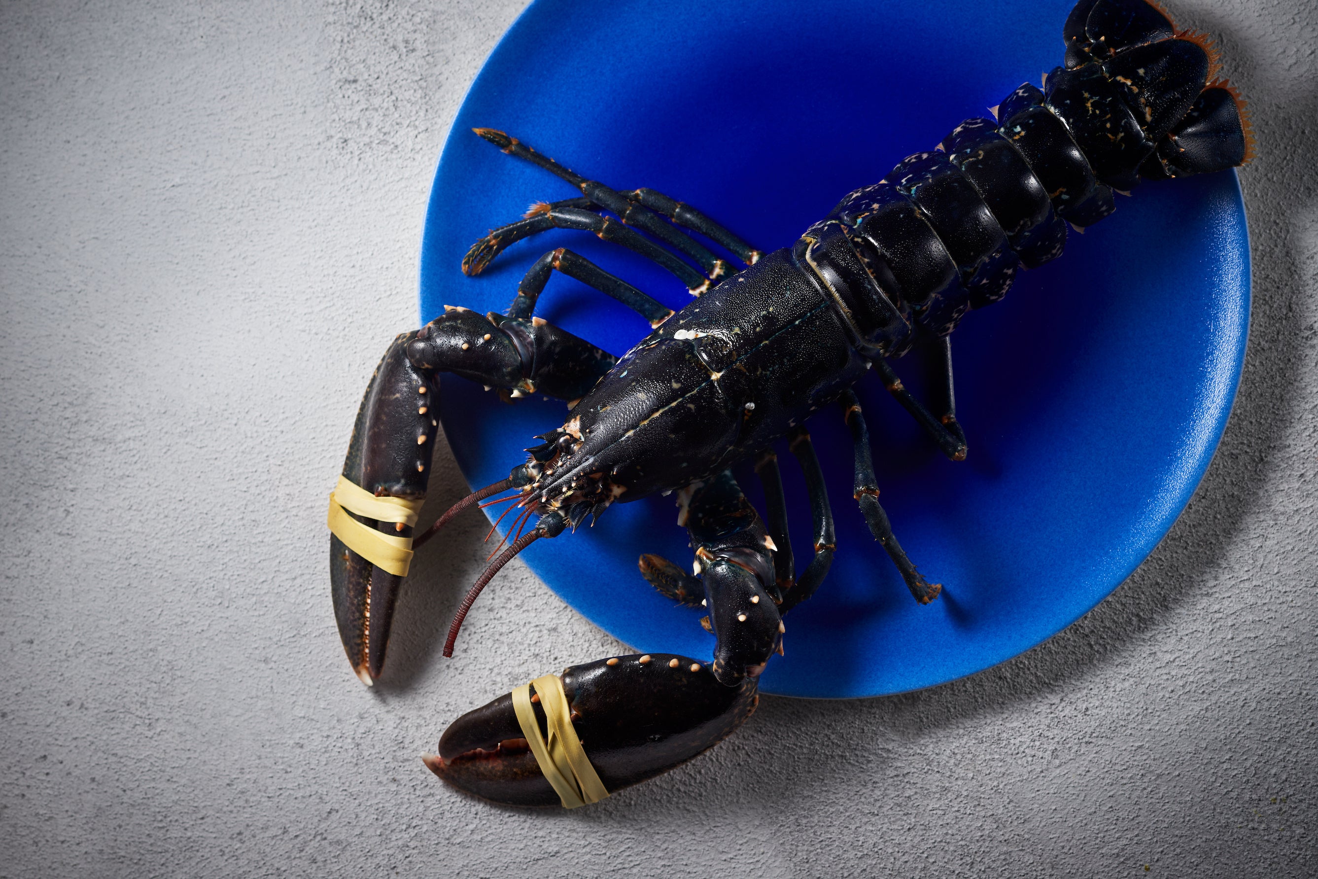 オマールブルー