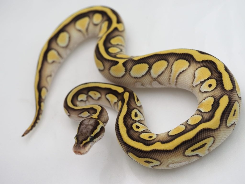 ボールパイソン