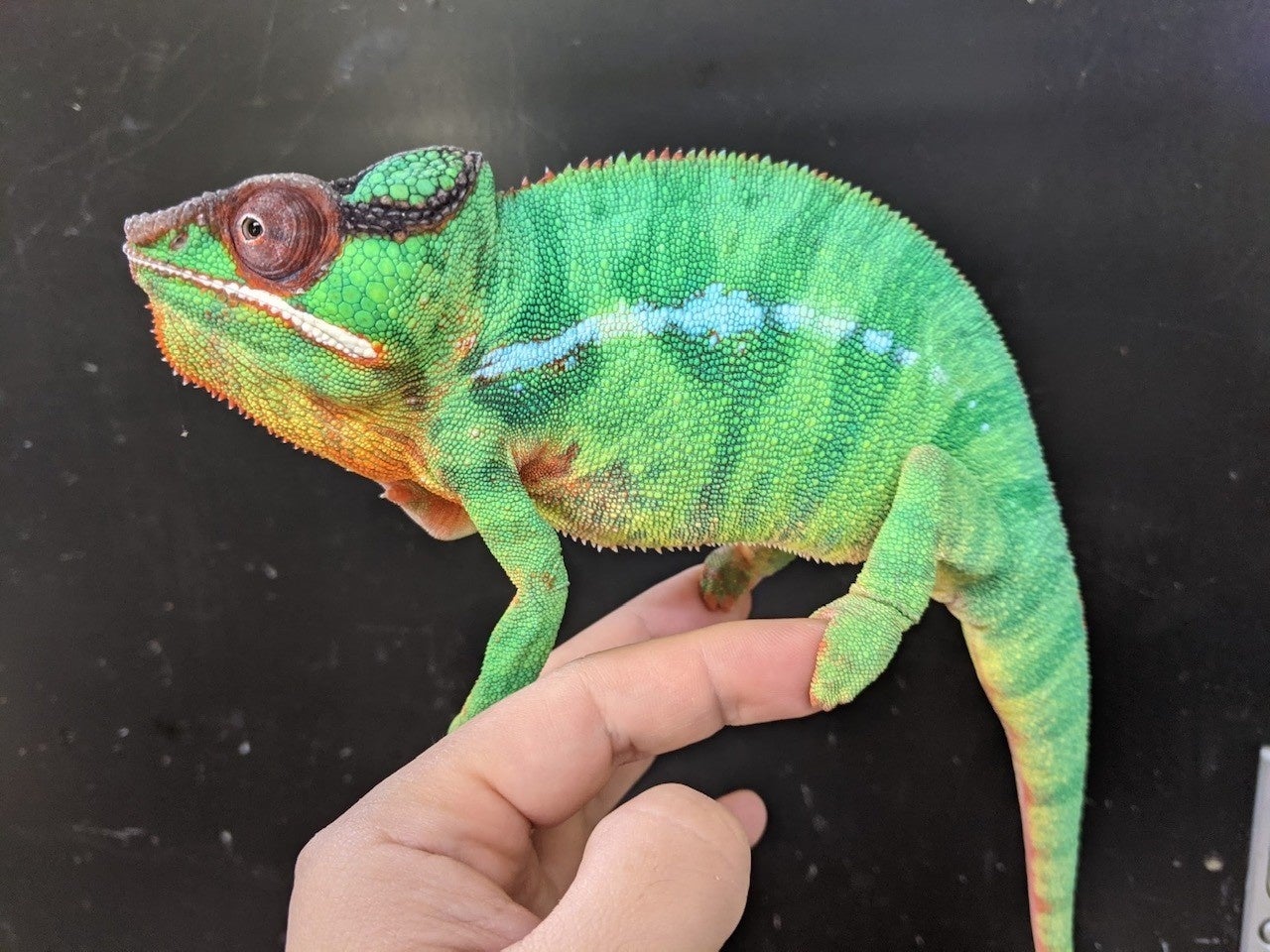 パンサーカメレオン