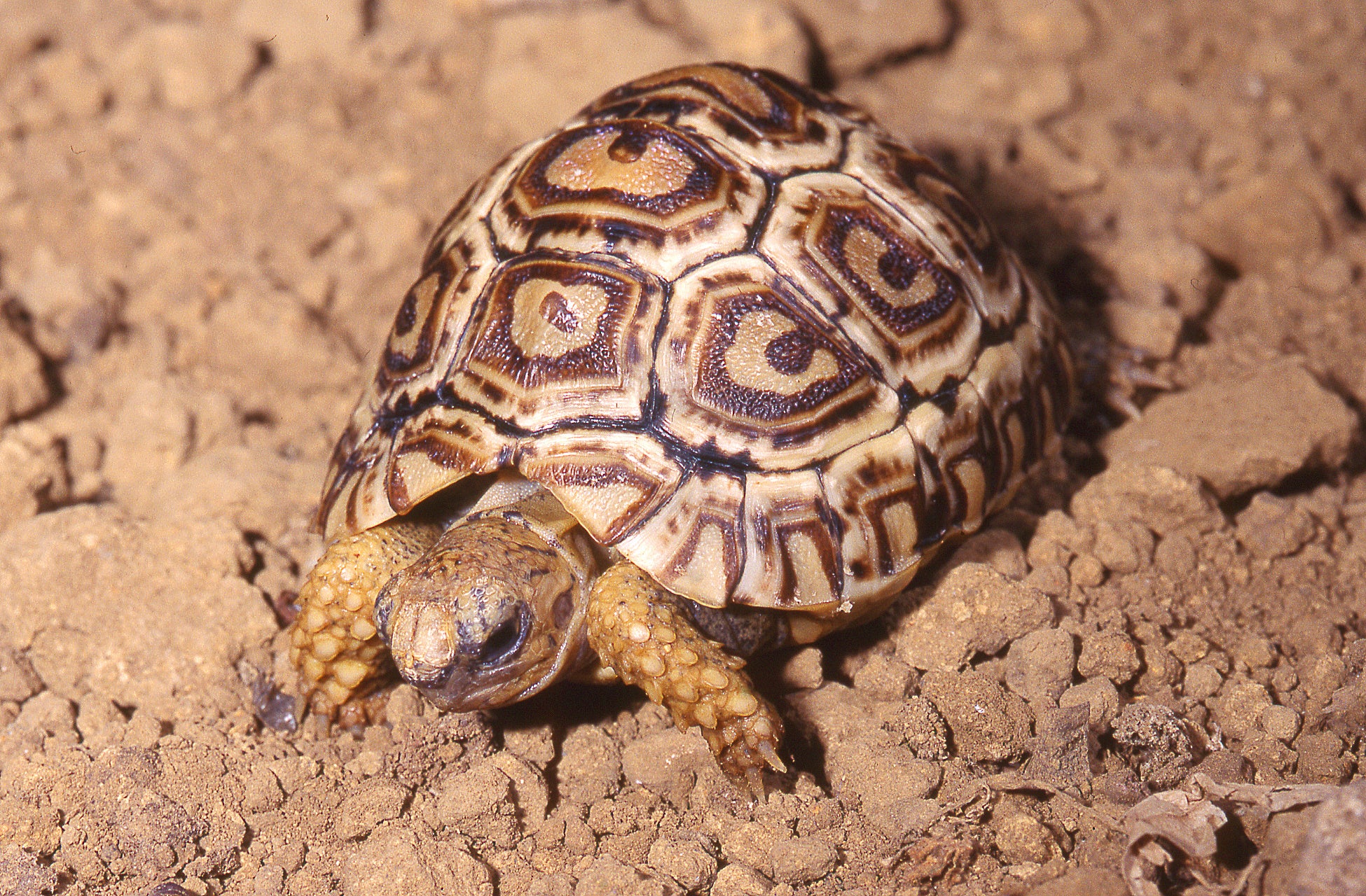 ナミビアヒョウモンリクガメ