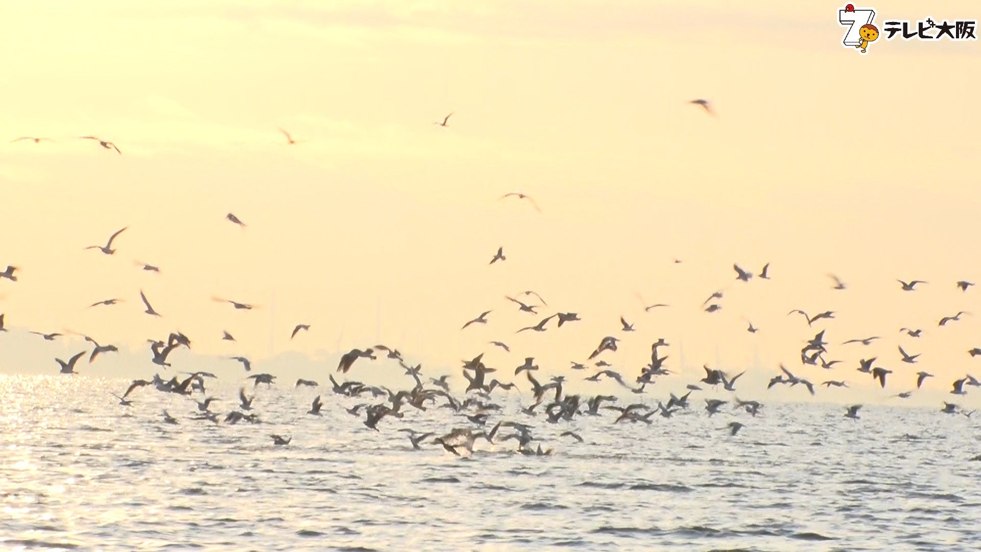 ド迫力のバイトシーン 冬のボートシーバスゲーム テレビ大阪株式会社のプレスリリース ド迫力のバイトシーン 冬のボートシーバスゲーム テレビ大阪株式会社のプレスリリース