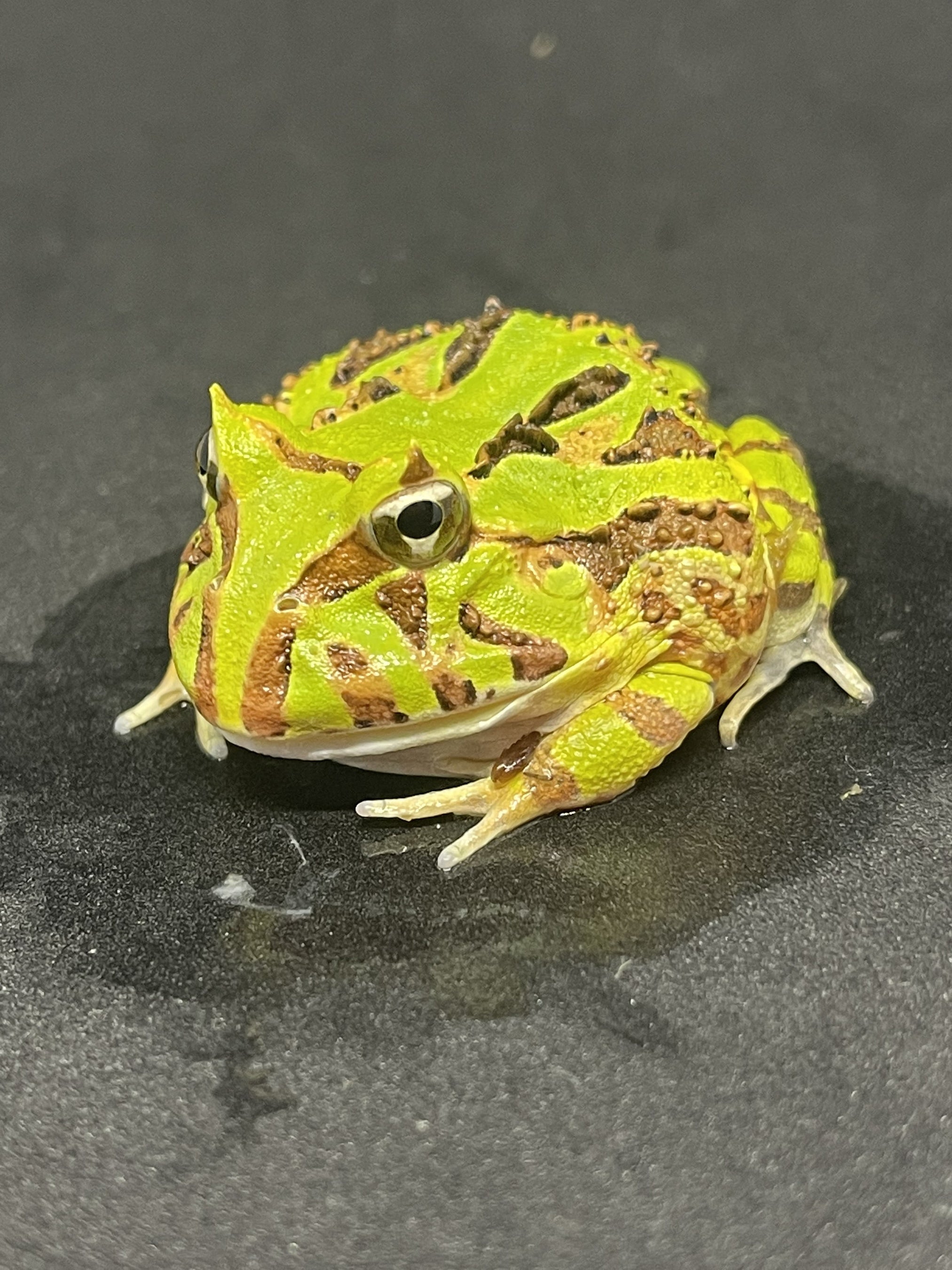 ブラジルツノガエル