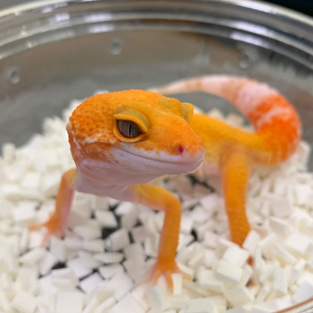 ヒョウモントカゲモドキ