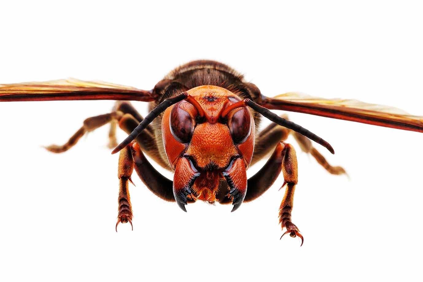 オオスズメバチ