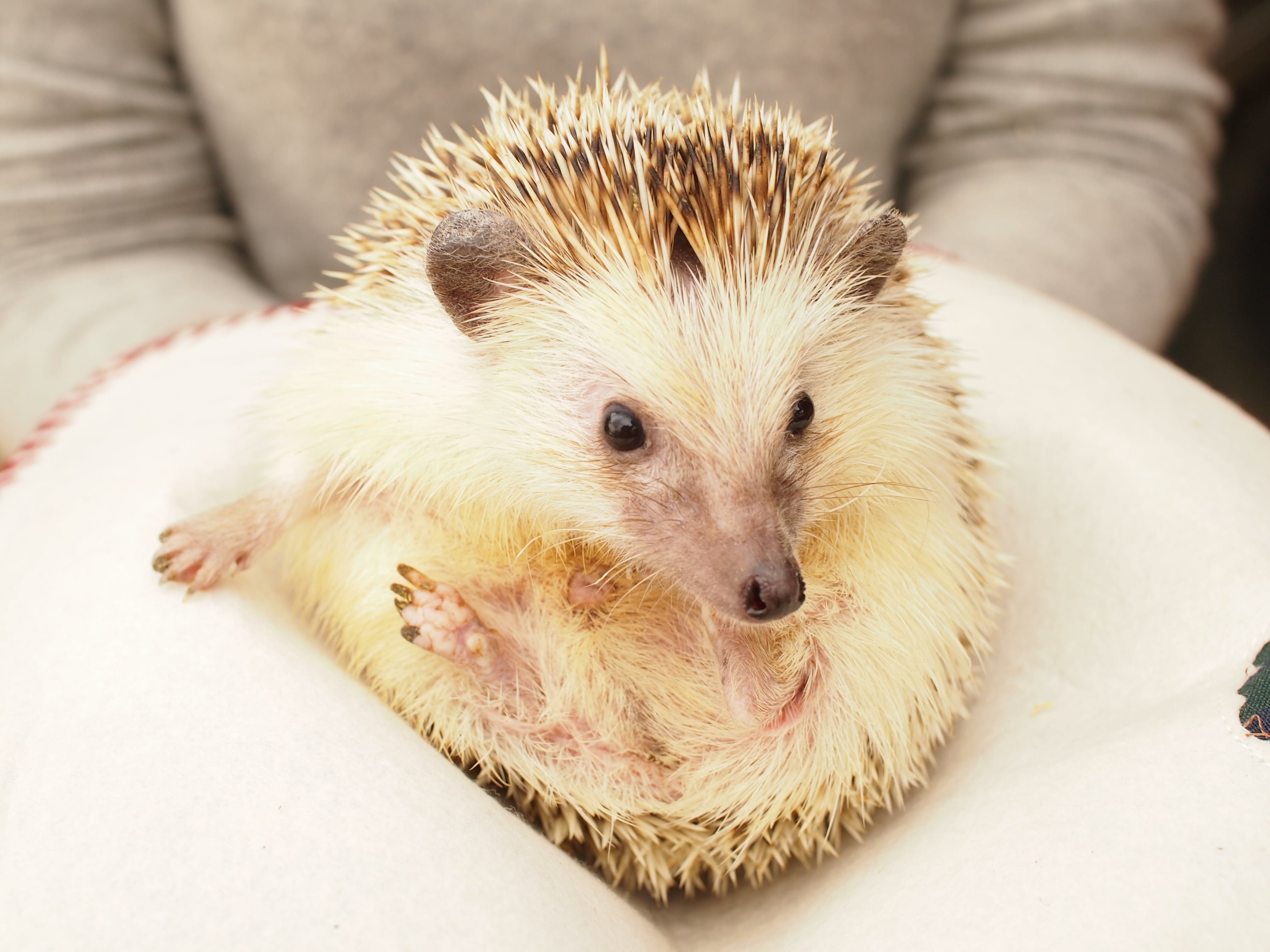 ハリネズミの手のり体験