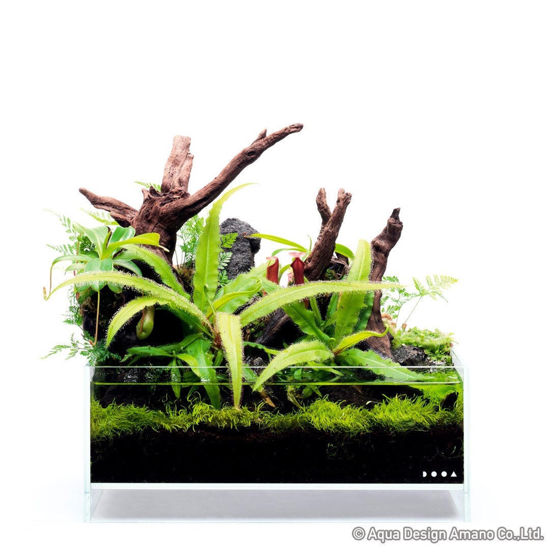 美しい水景と生き物で癒される夏 ネイチャーアクアリウム展 22 大阪 7月23日より なんばスカイオ7fで開催 テレビ大阪株式会社のプレスリリース 美しい水景と生き物で癒される夏 ネイチャーアクアリウム展 22 大阪 7月23日より なんばスカイオ7fで開催 テレビ大阪株式会社のプレスリリース