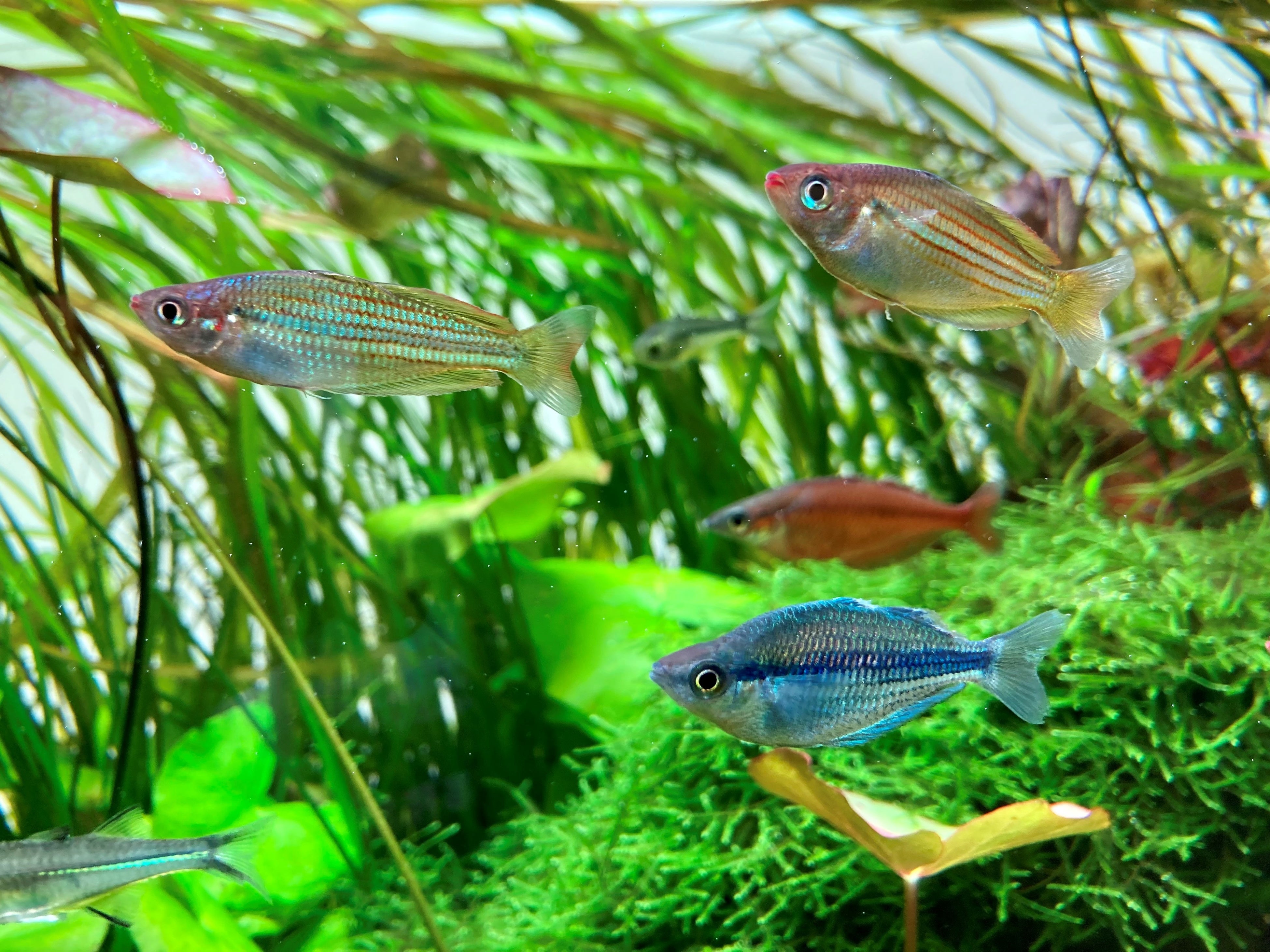 大阪の都心に 涼と癒しの自然空間 が出現 ネイチャーアクアリウム展 22 阪 会期終了まで残り1か月 テレビ大阪株式会社のプレスリリース