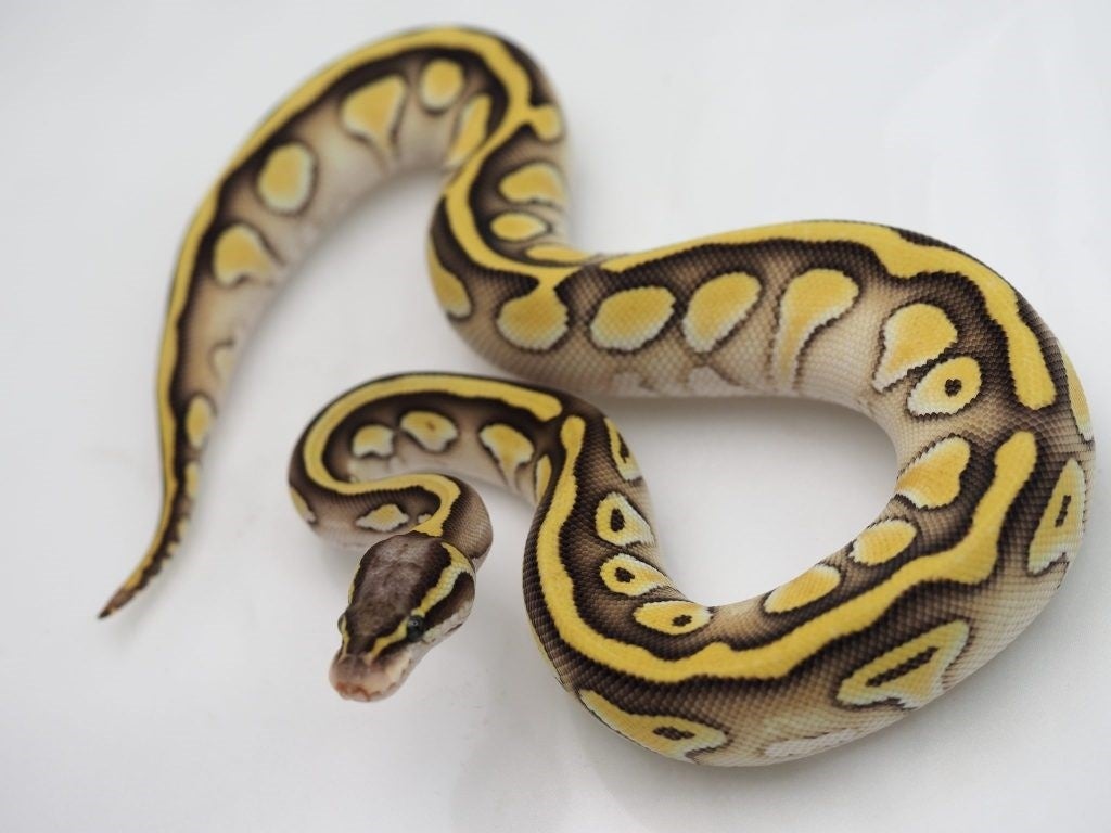 ボールパイソン