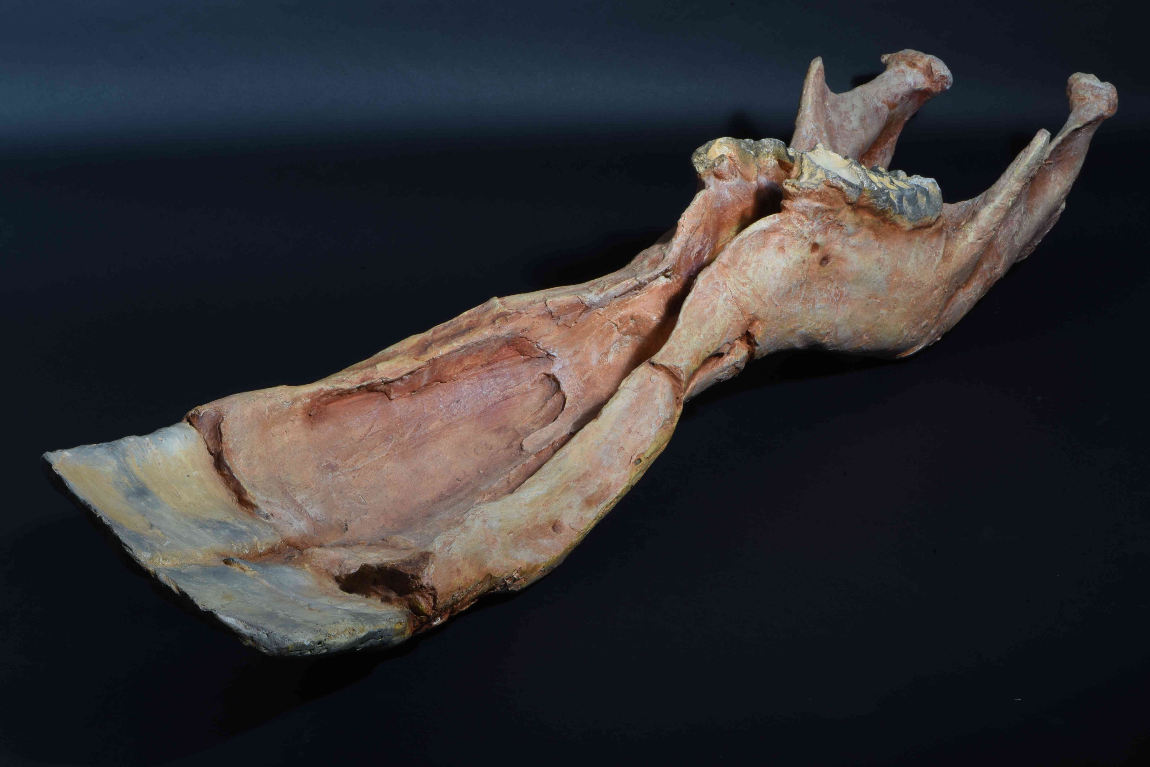 プラティベロドン　下顎　群馬県立自然史博物館蔵