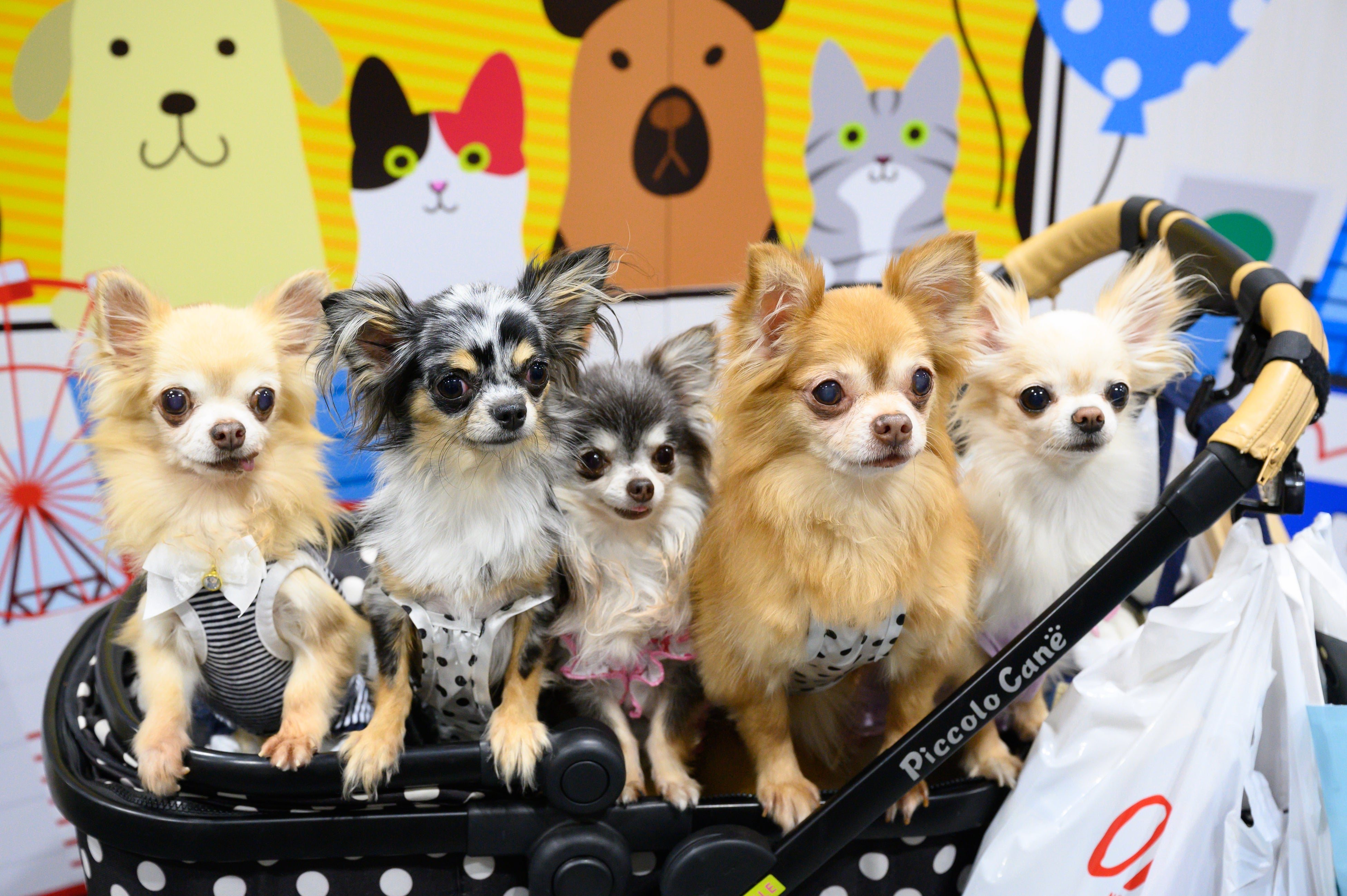 ペット同伴大歓迎！