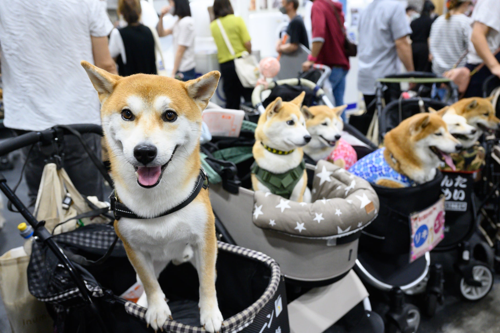 ペット同伴大歓迎!