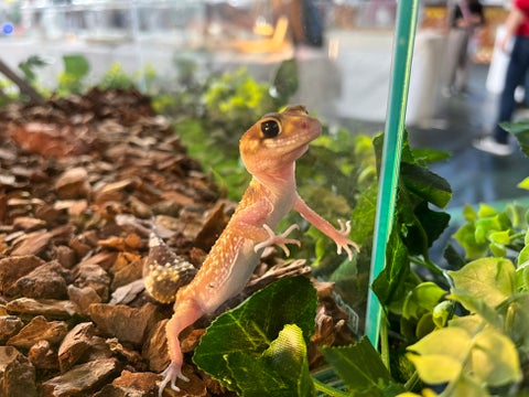 大阪モーターショーで全長15mのティラノサウルスが襲いかかる! 大阪モーターショーで全長15mのティラノサウルスが襲いかかる!