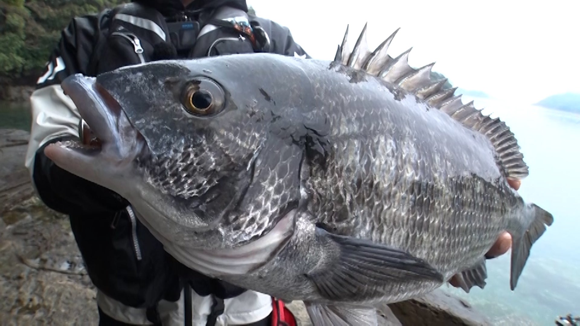 春のベストシーズン開幕!九十九島で大型チヌを狙える「THEフィッシング」特集 春のベストシーズン開幕!九十九島で大型チヌを狙える「THEフィッシング」特集