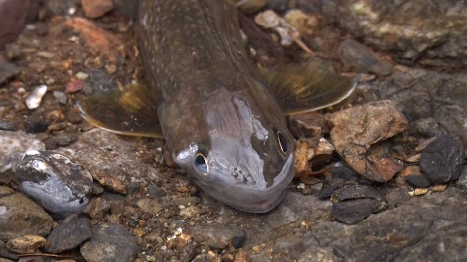 イワナ　©テレビ大阪